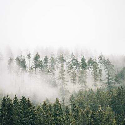Foggy morning trees representing tranquility and fresh air
